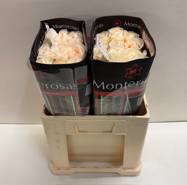 Rosa ec vicky garden MR.jpg